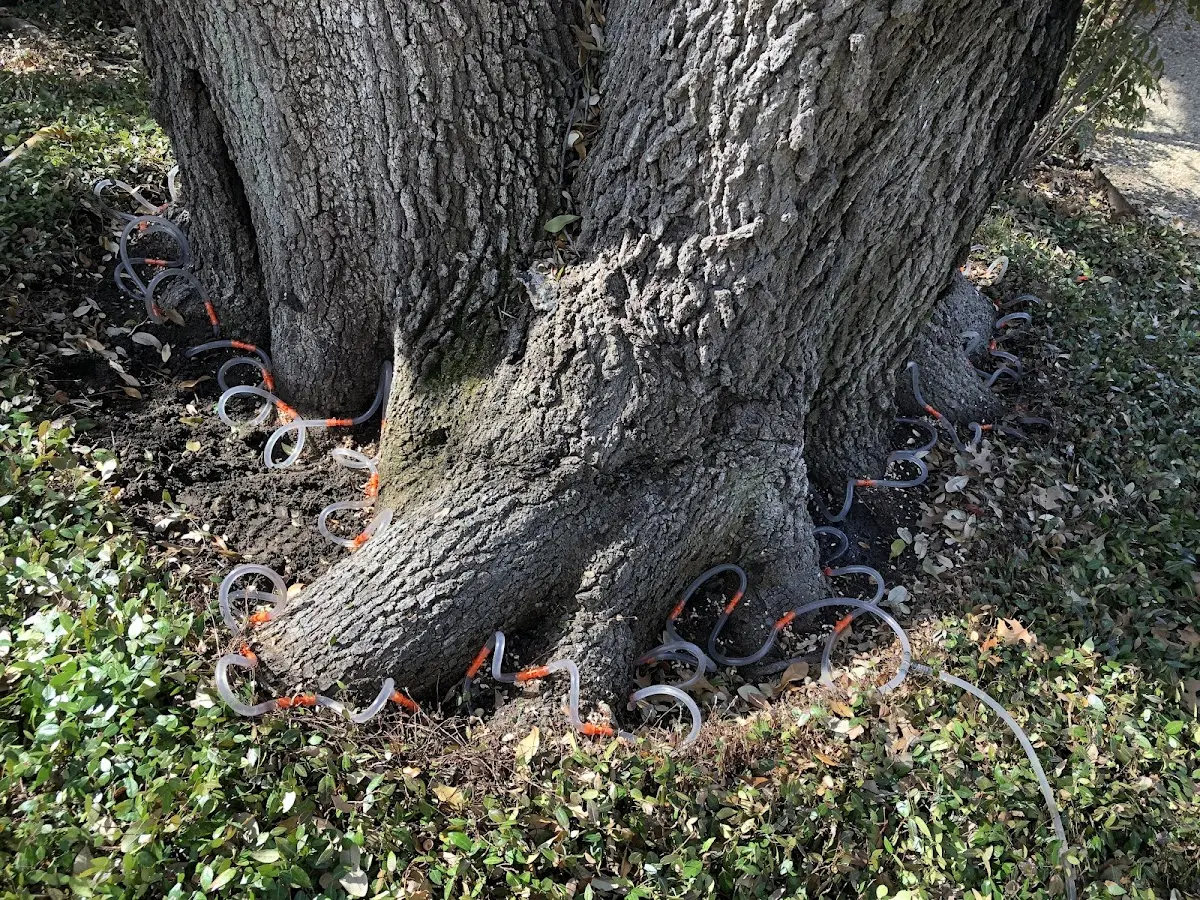 Detailed Tree Cabling and Bracing job site in Ozan